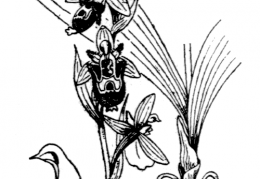 Nom original: Ophrys scolopax (n°3580)