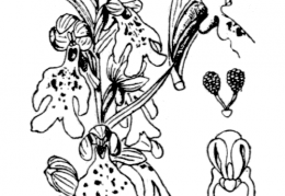 Nom original: Orchis longibracteata (n°3583)