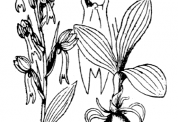 Nom original: Orchis viridis (n°3584)