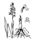 Nom original: Orchis albida (n°3585)