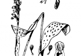 Nom original: Orchis intacta (n°3586)