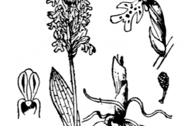 Nom original: Orchis ustulata (n°3587)