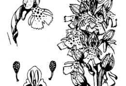 Nom original: Orchis purpurea (n°3588)