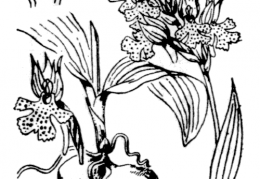 Nom original: Orchis tridentata (n°3591)