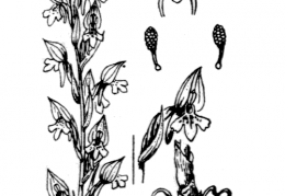 Nom original: Orchis coriophora (n°3593)