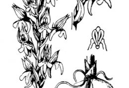 Nom original: Orchis fragrans (n°3594)