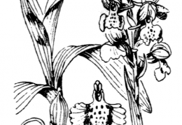 Nom original: Orchis morio (n°3596)