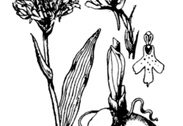 Nom original: Orchis globosa (n°3598)
