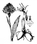 Nom original: Orchis globosa (n°3598)
