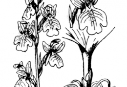 Nom original: Orchis spitzelii (n°3599)