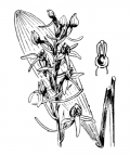 Nom original: Orchis bifolia (n°3601)
