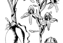 Nom original: Orchis montana (n°3602)