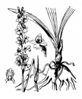 Nom original: Orchis odoratissima (n°3611)