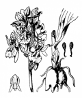 Nom original: Orchis sambucina (n°3612)
