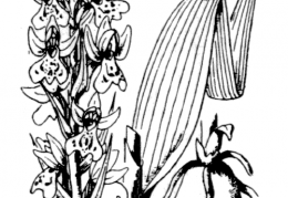 Nom original: Orchis incarnata (n°3615)