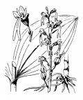 Nom original: Listera ovata (n°3628)
