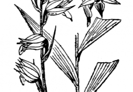 Nom original: Cephalanthera rubra (n°3630)