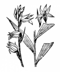 Nom original: Cephalanthera rubra (n°3630)