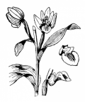 Nom original: Cephalanthera pallens (n°3632)