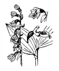 Nom original: Epipactis atrorubens (n°3635)
