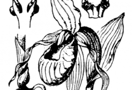 Nom original: Cypripedilum calceolus (n°3637)