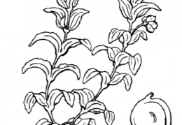 Nom original: Potamogeton densus (n°3638)