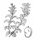 Nom original: Potamogeton densus (n°3638)