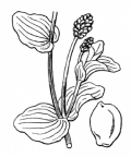 Nom original: Potamogeton perfoliatus (n°3648)