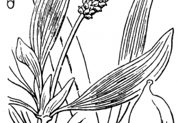 Nom original: Potamogeton alpinus (n°3654)