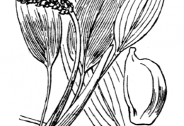 Nom original: Potamogeton siculus (n°3655)