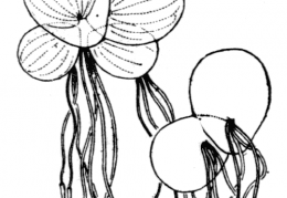 Nom original: Lemna polyrhiza (n°3673)