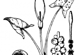 Nom original: Arum maculatum (n°3681)
