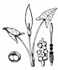 Nom original: Arum maculatum (n°3681)