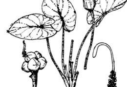 Nom original: Arisarum vulgare (n°3683)