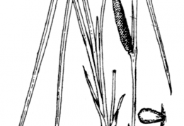 Nom original: Acorus calamus (n°3686)