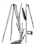 Nom original: Acorus calamus (n°3686)