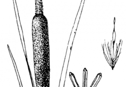 Nom original: Typha latifolia (n°3687)