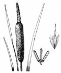 Nom original: Typha latifolia (n°3687)