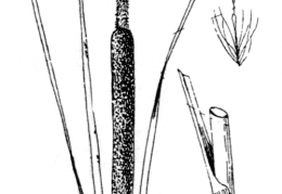 Nom original: Typha shuttleworthii (n°3688)