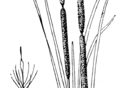 Nom original: Typha x elata (n°3689)