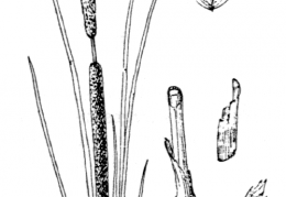 Nom original: Typha angustifolia (n°3690)