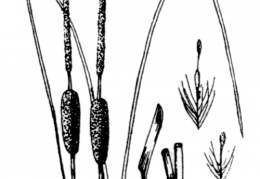 Nom original: Typha stenophylla (n°3691)