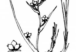 Nom original: Scheuchzeria palustris (n°3697)