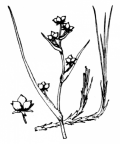Nom original: Scheuchzeria palustris (n°3697)