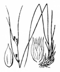 Nom original: Juncus trifidus (n°3708)