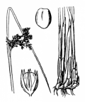 Nom original: Juncus effusus (n°3718)