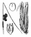 Nom original: Juncus conglomeratus (n°3719)
