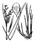 Nom original: Juncus compressus (n°3721)