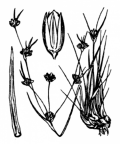 Nom original: Juncus supinus (n°3723)