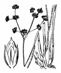 Nom original: Juncus lampocarpus (n°3727)